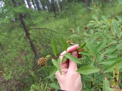 Spiraea salicifolia