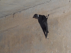 Streptoprocne biscutata