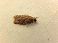 Phylomictis sarcinopa