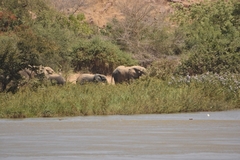 Loxodonta