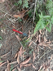 Lathrecista asiatica