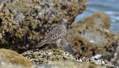 Calidris ptilocnemis