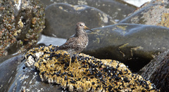 Calidris ptilocnemis