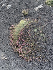 Saponaria sicula