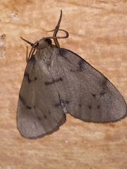 Paidia rica