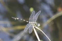 Ictinogomphus pertinax
