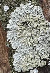 Physcia tribacioides