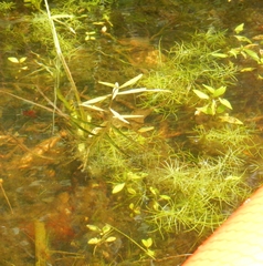 Callitriche hermaphroditica