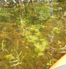 Callitriche hermaphroditica