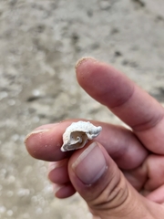 Bufonaria rana