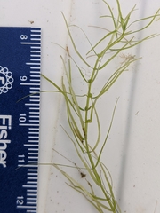 Callitriche hermaphroditica