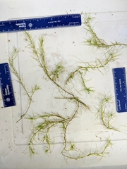 Callitriche hermaphroditica