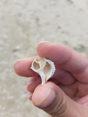 Bufonaria rana