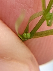 Callitriche hermaphroditica