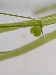 Callitriche hermaphroditica