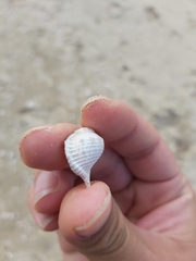 Bufonaria rana