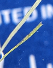 Callitriche hermaphroditica