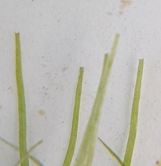 Callitriche hermaphroditica