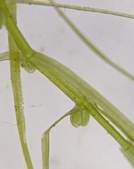Callitriche hermaphroditica