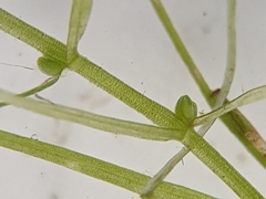 Callitriche hermaphroditica