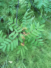 Sorbus sibirica