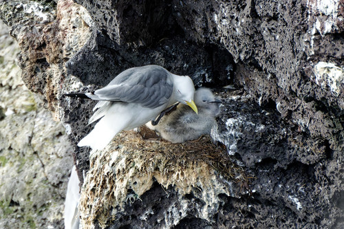 Gaviota tridáctila (Rissa tridactyla)