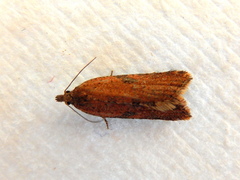 Constrictana constrictana