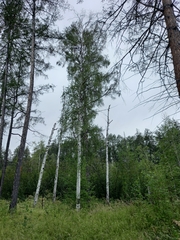 Betula platyphylla