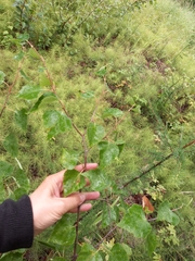 Betula platyphylla