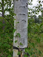 Betula platyphylla