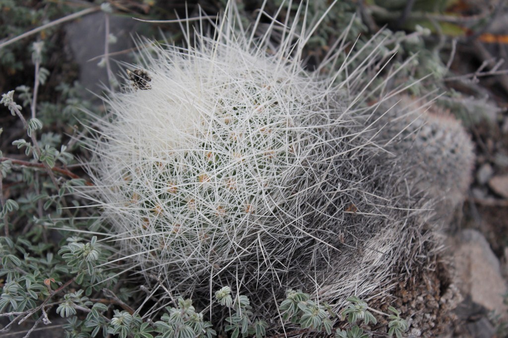 Thelocactus macdowellii