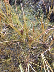 Sparganium glomeratum