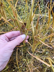 Sparganium glomeratum