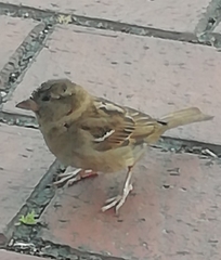 Passer domesticus balearoibericus