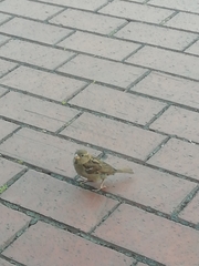 Passer domesticus balearoibericus