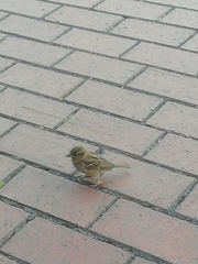 Passer domesticus balearoibericus