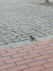 Passer domesticus balearoibericus