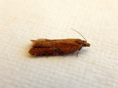 Constrictana constrictana