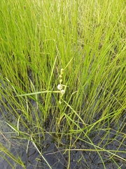 Sparganium rothertii