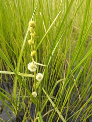 Sparganium rothertii