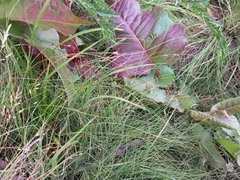 Juncus brachyspathus