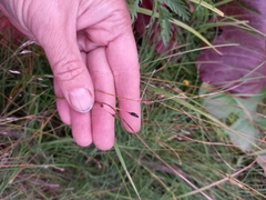 Juncus brachyspathus