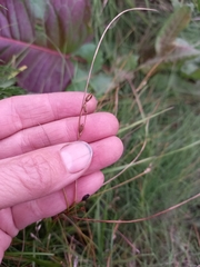 Juncus brachyspathus