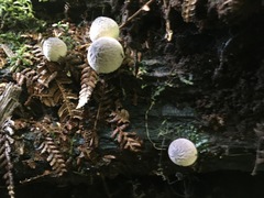 Lycoperdon subincarnatum