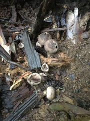 Lycoperdon subincarnatum