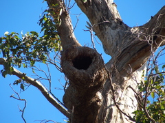 Corymbia calophylla