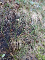 Eriophorum chamissonis