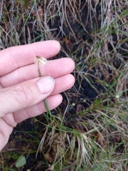 Eriophorum chamissonis