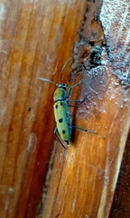 Chlorophorus glabromaculatus