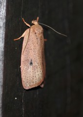 Euprionocera geminipuncta